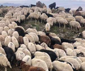 Ataşehir Barbaros Mahallesi Adaklık Kurban