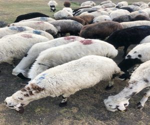 Ataşehir Ferhatpaşa Mahallesi Adaklık Kurban