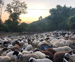 Ataşehir Kayışdağı Mahallesi Adaklık Kurban