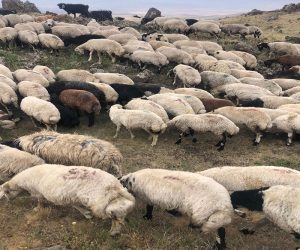 Ataşehir Küçükbakkalköy Mahallesi Adaklık Kurban