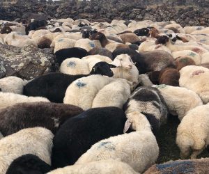 Ataşehir Mimarsinan Mahallesi Adaklık Kurban