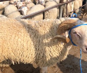 Ataşehir Mustafakemal Mahallesi Adaklık Kurban