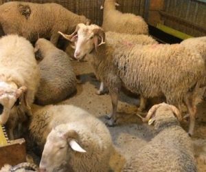 Ataşehir Örnek Mahallesi Adaklık Kurban