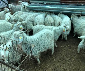 Ataşehir Yeniçamlıca Mahallesi Adaklık Kurban