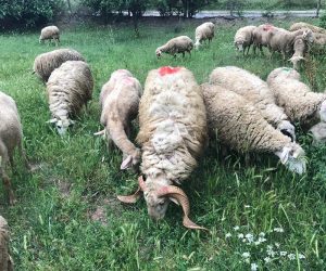 Ataşehir Yenisahra Mahallesi Adaklık Kurban