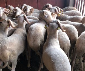 Ataşehir Yenişehir Mahallesi Adaklık Kurban