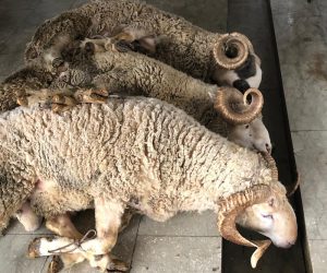 Büyükbakkalköy Adak