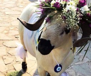 Söğütlüçeşme Adak