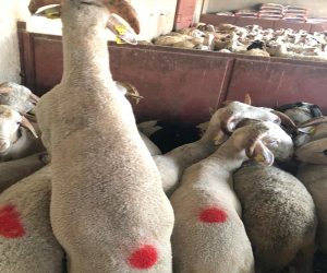 Aydınevler Adaklık Satış Yeri