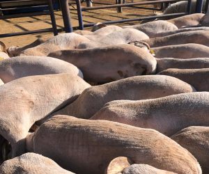 Hasanpaşa Adaklık Satış Yeri