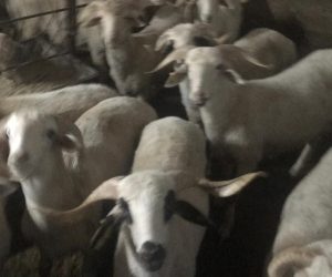 Küçükbakkalköy Adaklık Satış Yeri