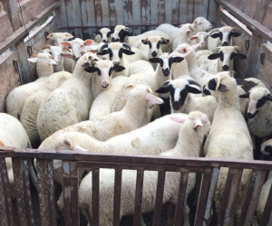 Acıbadem Adaklık Satış Yeri