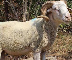 Altunizade Adaklık Satış Yeri