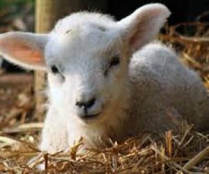 Atalar Adaklık Satış Yeri