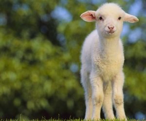 Beykoz Adaklık Satış Yeri