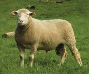 Çekmeköy Adaklık Satış Yeri