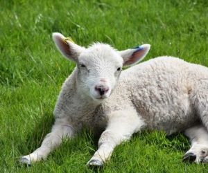 Cevizli Adaklık Satış Yeri