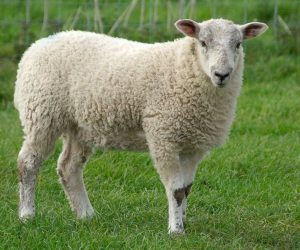 Esenkent Adaklık Satış Yeri