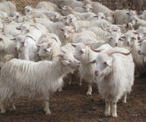 Fındıklı Adaklık Satış Yeri