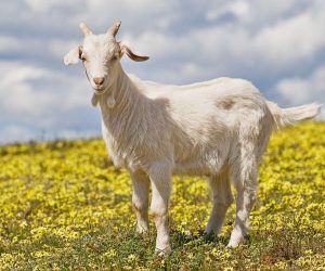 İdealtepe Adaklık Satış Yeri