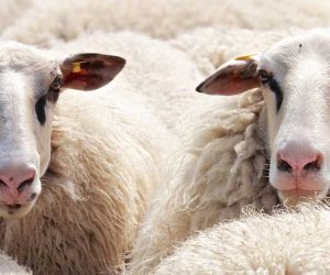 Kadıköy Adaklık Satış Yeri