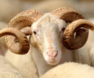 Kartal Adaklık Satış Yeri