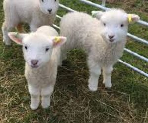 Kurtköy Adaklık Satış Yeri