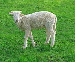 Söğütlüçeşme Adaklık Satış Yeri