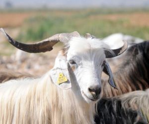 Yenisahra Adaklık Satış Yeri
