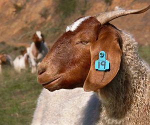 Zümrütevler Adaklık Satış Yeri