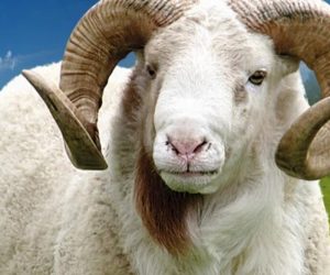 Pendik Adaklık Satış Yeri