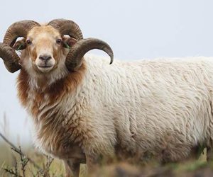 Sancaktepe Adaklık Satış Yeri