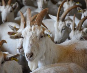 Şile Adaklık Satış Yeri