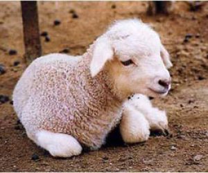 Üsküdar Adaklık Satış Yeri